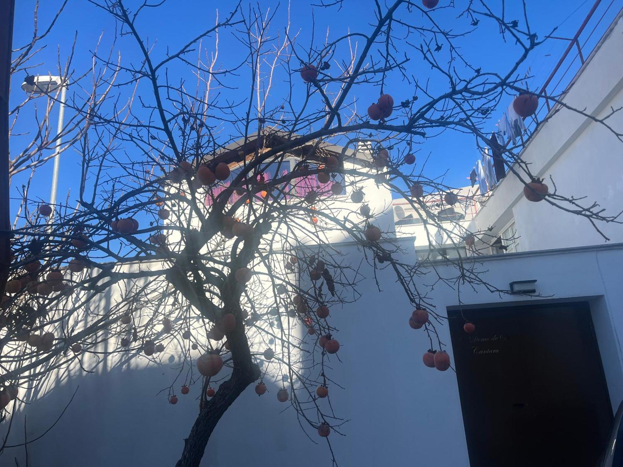 Casa Ziranu Sa Domo E Su Cantaru Orani Exteriör bild